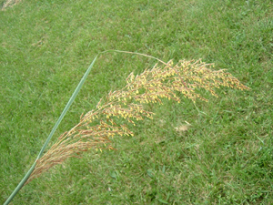 Indian grass 3